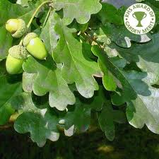 Oaks produce more than 2000 acorns every year, but only one in 10 000 acorns will manage to. Quercus Robur Buy Native English Oak Trees Common Oak