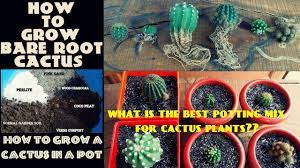 Photo examples included of course. How To Grow Cactus Fast N Easy Youtube