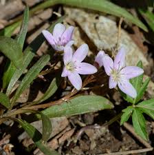 Full service florist in the heart of uptown oakville. Where To Find Spring Wildflowers West Of Toronto At Sixteen Mile Creek In Oakville Ontario Natural Crooks Ramblings