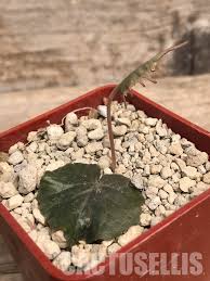 Image result for Dorstenia barnimiana