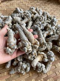 Củ Tam Thất Bắc 1kg | Gái Bản