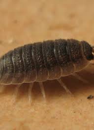 The most obvious is their oblong, segmented body. Nature Gardens Pill Bugs Natural History Museum