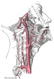 The common carotid artery sometimes follows a very tortuous course, forming one or more distinct loops in the neck. Common Carotid Artery Radiology Reference Article Radiopaedia Org
