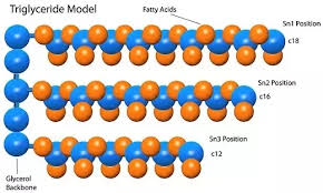 They automatically arrange themselves in a certain pattern in water because of these properties, and form cell membranes. Why Are Fats Found In The Cell Membrane Quora