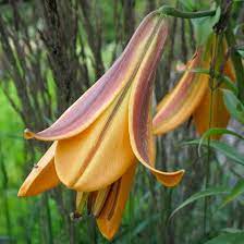 We did not find results for: Lilies 40 Types With Pictures Lily Flowers Flowerglossary Com
