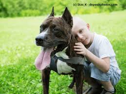 His broad skull features pronounced cheek muscles, and rests atop a heavy neck. American Staffordshire Terrier Steckbrief Fci Klasse Haustiermagazin