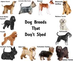 12 Dog Breeds That Dont Shed 12 Dog Breeds That Dont Shed In 2020 Dog Breeds That Dont Shed Dog Breeds Cute Dogs Breeds
