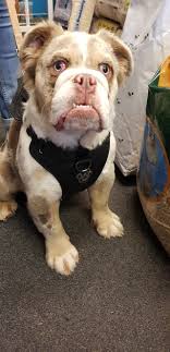 My 5 week old olde english bulldog, lord flacko. This Is Stan A 5 Month Old English Bradway Pet Shop Facebook
