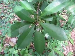 Image result for Myrsinaceae