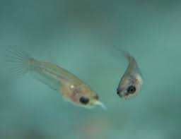 Betta fish has been since early times of its discovery been used for fight shows which started in thailand initially leading to its fame all over the globe. Growing Out Your Bettas Betta Source