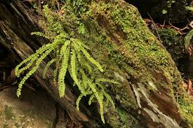 Image result for Asplenium trichomanes