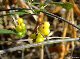 Image result for Solanum litoraneum