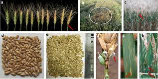 Wheat Blast A New Threat To Food Security Phytopathology Research Full Text