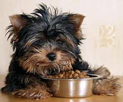 Best Dog Food For Yorkies My Yorkies Like Royal Canin Dry Dog Food For Yorkshire Terriers Best Puppy Food Best Dog Food Puppy Food