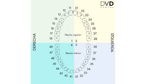 La justicia no está de parte de narciso; Numeracion De Los Dientes Que Numero Corresponde A Cada Pieza Dental