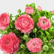 Silk flower bouquet rosebuds hot pink white wedding flower. Hot Pink Ranunculus Flower Wholesale Blooms By The Box