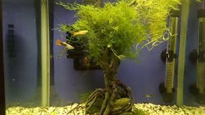 bitkili lepistes akvaryumu java moss agaci akvaryum lepistes java