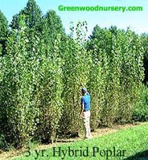 Perfect trees for privacy screens & buffers. Hybrid Poplar Trees Greenwood Nursery