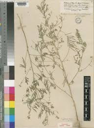 Image result for Indigastrum costatum