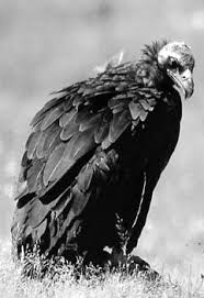 Identification Birds Of Prey In Georgia Http Triplov Com Pimb Wildlife Aves Accipitridae Aegypius Monachus Jpg From Http Triplov Com Pimb Wildlife Aves Accipitridae Aegypius Monachus Htm Rapaci
