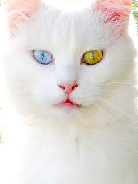 Van Kedisi Hayvanlar Kedi Hayvanlar Alemi