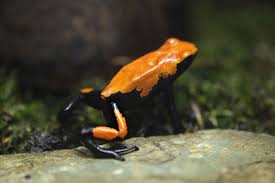 We did not find results for: Frog Spirit Animal Totem Meaning