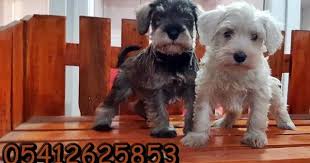 Minyatur Schnauzer Sahiplendirme Kopek Yavru Kopek Minyaturler