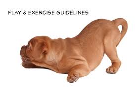 Dogue De Bordeaux Puppy Exercise Guidelines