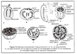 Berries Or Baccate Fruits Types Of Fruit Tree Identification Fruit