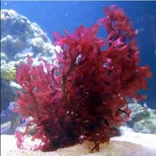 Image result for Polystachya macropoda