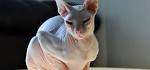 Hairless Sphynx Kittens For Sale