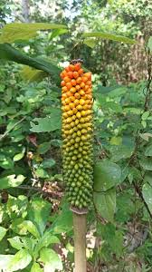 Image result for Anchomanes