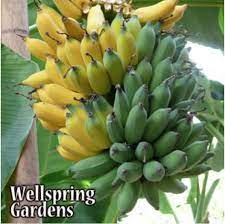 Ice Cream Banana Tree Live Plant Blue Java Musa Etsy Banana Ice Cream Banana Plants Plants