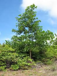 Image result for Acacia mangium