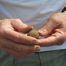 Clayey soil is a type of soil that benefits from high nutrients or the soil that comprised of very fine mineral particles and not much organic material is called clayey soil. Improving Clay Soils Finegardening