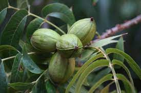 Pohon Kenari Taksonomi Morfologi Manfaat Kacang Kenari
