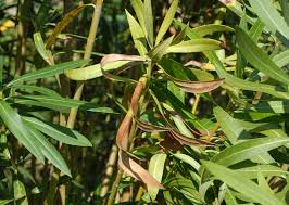 Image result for xylella fastidiosa oleander symptoms