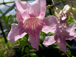 Image result for Podranea brycei