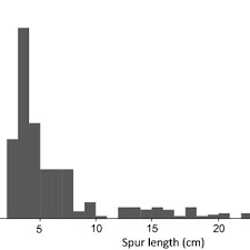 Image result for Bonatea steudneri