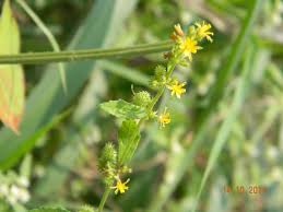 Image result for Triumfetta pentandra