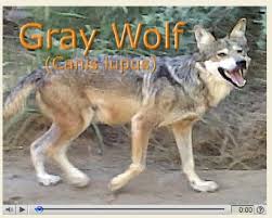Extirpation of gray and red wolf populations began shortly after settlers from europe arrived. Wolves California Wolf Center Desertusa