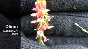 Image result for Indigofera hilaris