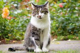 Repousser Le Chat Des Voisins De Votre Jardin Repulsif Chat Jardin Eloigner Les Chats Chat