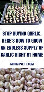Simple 5 Steps To Grow Garlic Break Up The Garlic Bulb Into Cloves And Bury Them A Couple Inches Deep In Loose Growing Garlic Growing Vegetables Vegetables