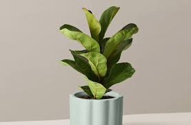 We did not find results for: How To Care For Your Dramatic Fiddle Leaf Fig Well Good