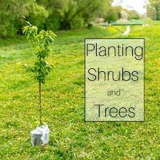 Your lawn shrubs stock images are ready. How To Plant A Tree Or Shrub In 8 Easy Steps Dengarden