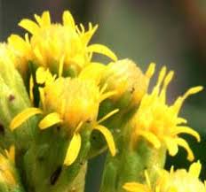 Image result for Solidago simplex