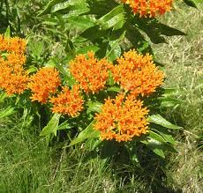 Asclepias Tuberosa Butterflyweed 26291 Drought Tolerant Perennials Perennials Drought Tolerant