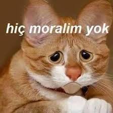 Rabia Adli Kullanicinin Dusunceler Panosundaki Pin Komik Kedi Resimleri Komik Seyler Komik Goruntuler