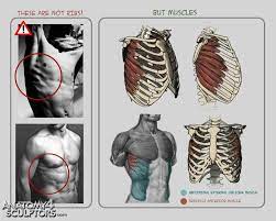 Ana Next Anatomy For Artists Anatomy Art Reference